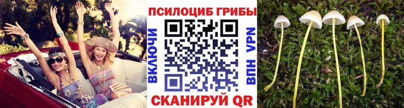kraken   Володарск  Псилоцибиновые грибы прущие грибы 